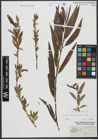Foto von Salix triandra L. x Salix viminalis L.